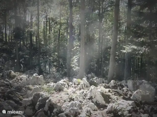 vakantiehuis huren in Slovenië, Notranjska, Cerknica – Vakantiehuis Tabor 43 - Mima Het witte karstgesteente in de bossen.