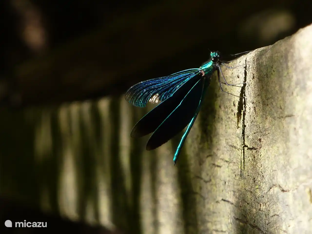 Für den Naturliebhaber sind unzählige Insekten und Vögel zu sehen. Also hier ist eine Damselfly.