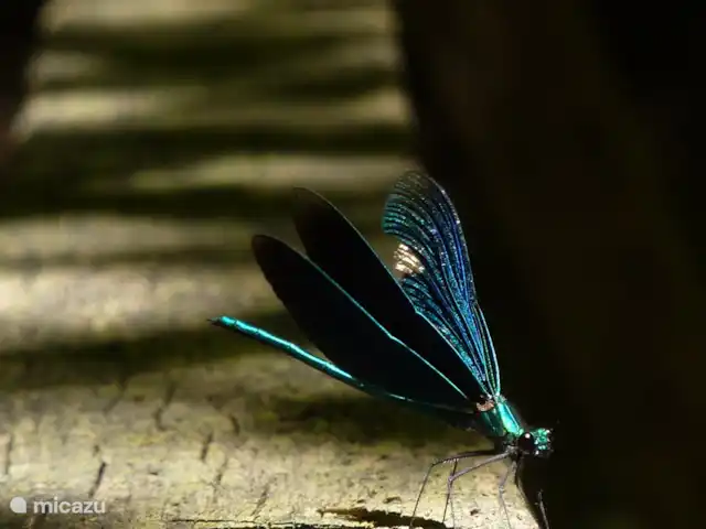 vakantiehuis huren in Slovenië, Notranjska, Cerknica – Vakantiehuis Tabor 43 - Mima Voor de natuurliefhebber zijn talloze insecten en vogels te zien. Zo hier een waterjuffer.