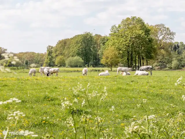 Le garde-frontière | Pays-Bas, Gueldre, Aalten - maison de vacances Garde-frontière de quartier