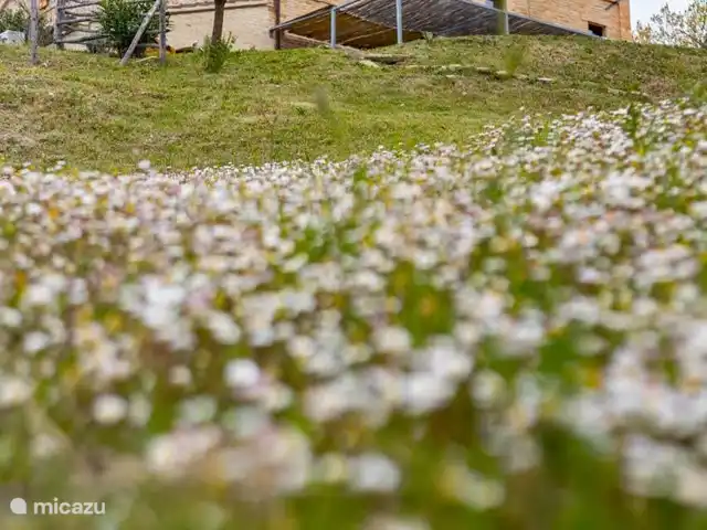 Villa Fiore | Italie, Marche, Falerone - villa Villa avec jardin Fiore