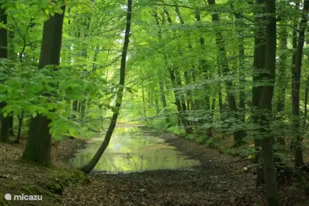 Vakantiehuis Nederland, Gelderland, Nunspeet bungalow Bungalow Grove den Bosrijke omgeving