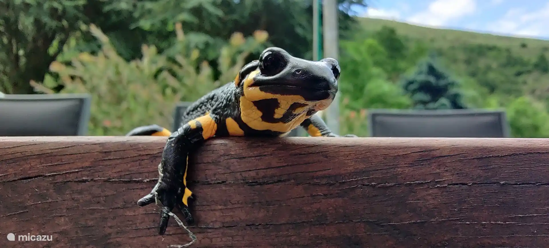 Fire salamander
