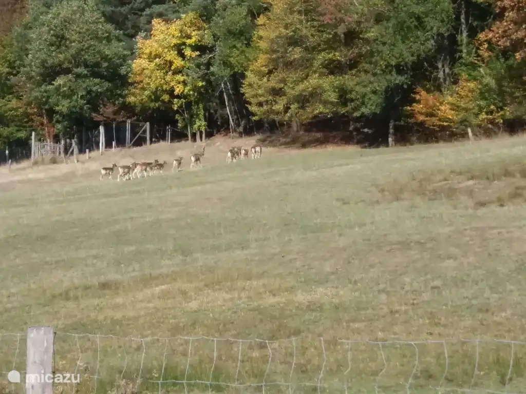In de buurt van het park zijn soms herten te zien