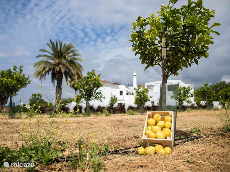 Vakantiehuis Portugal, Algarve, Tavira Landhuis / Kasteel Casa Manor Pedras de Cima