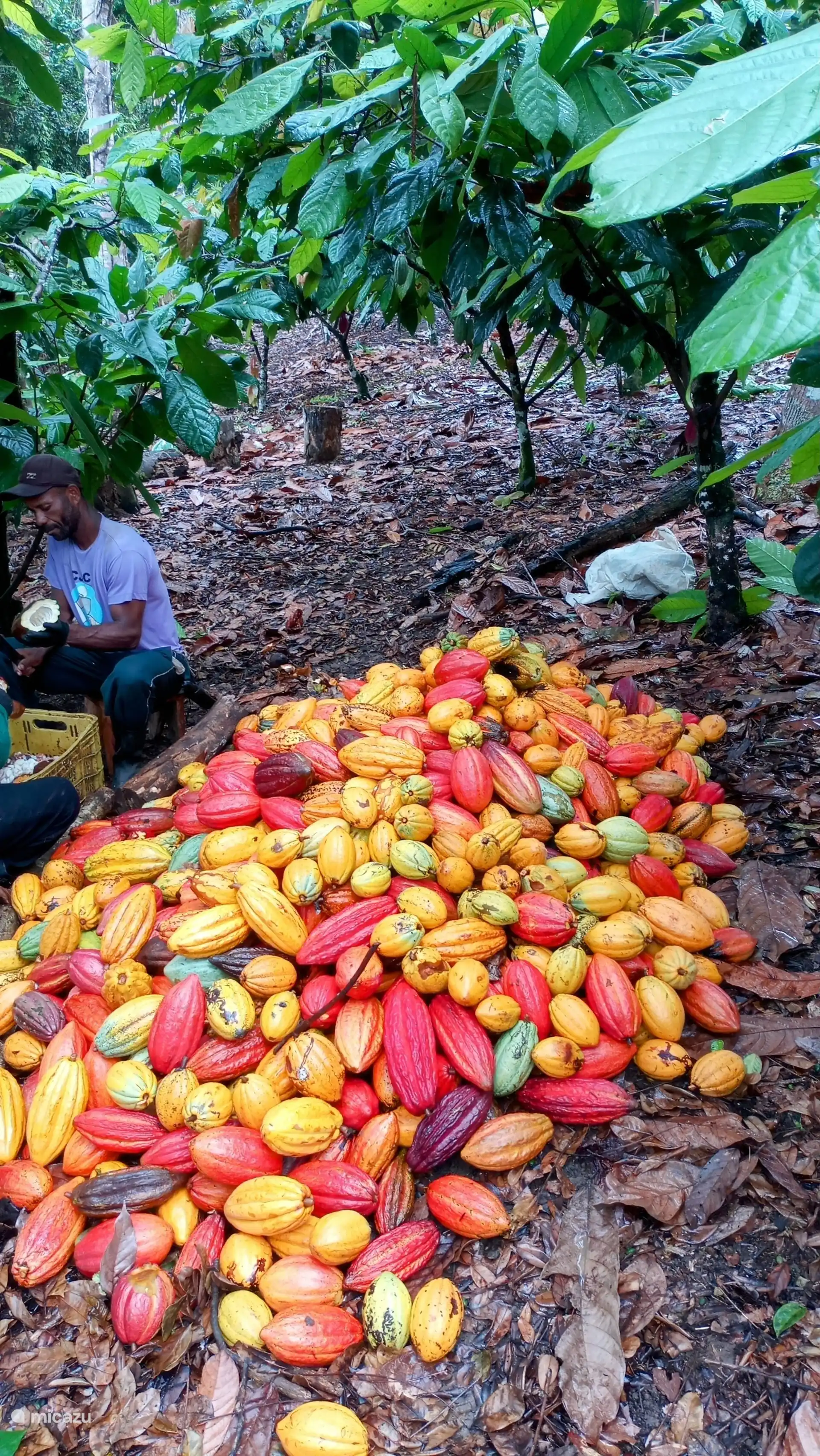 Cosecha de cacao