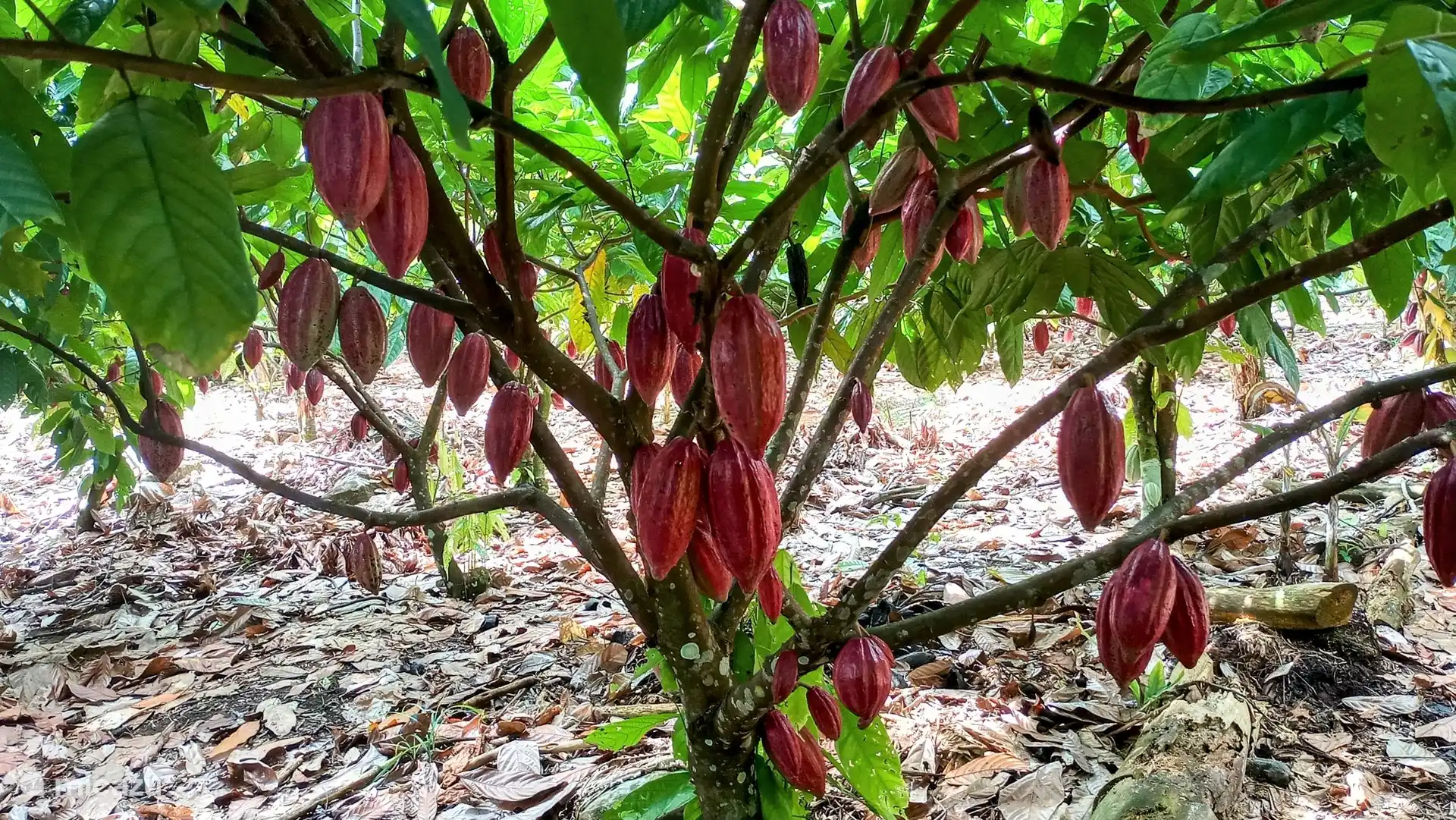 Frutos de cacao