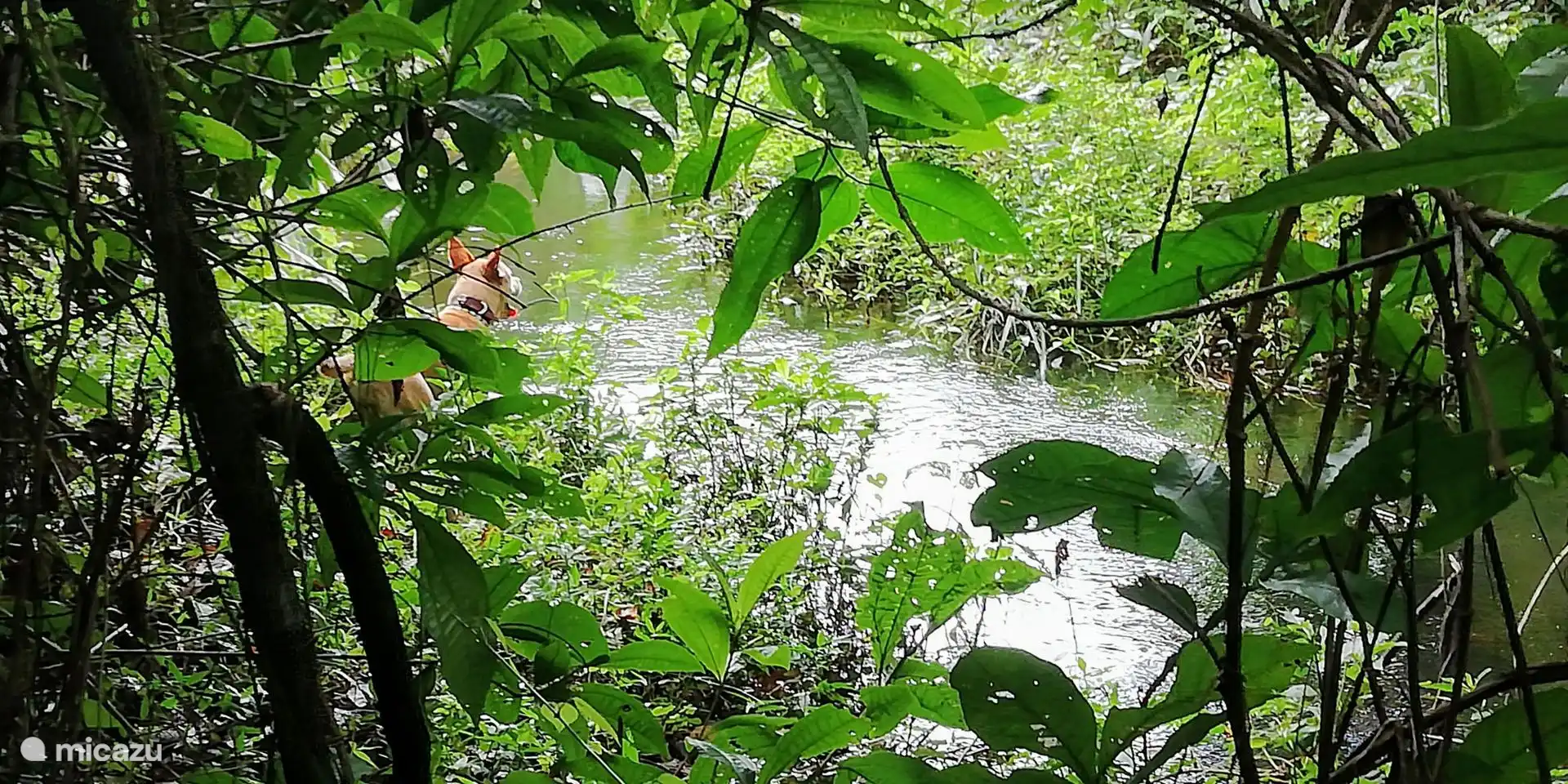 Sendero a lo largo del arroyo