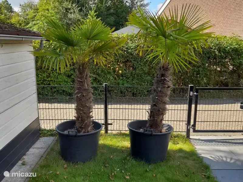 Maison de vacances en Zélande/Rouge | Pays-Bas, Zélande, Bruinisse - Bungalow Maison de vacances en Zélande/Rouge | Pays-Bas, Zélande, Bruinisse - Bungalow
