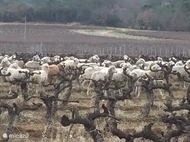 Moutons au Château Roubine