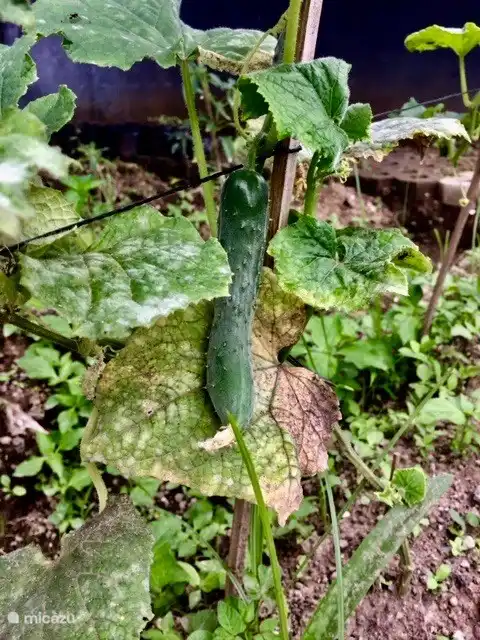 Gurken aus eigenem biologischem Gewächshaus.
