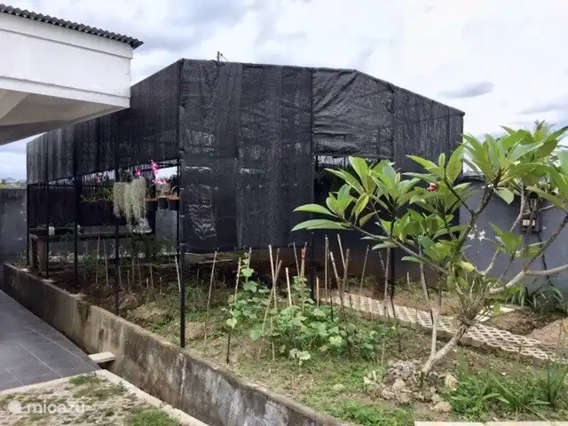Tropisches Gemüse pflanzen Gewächshaus auf dem Landhausboden.