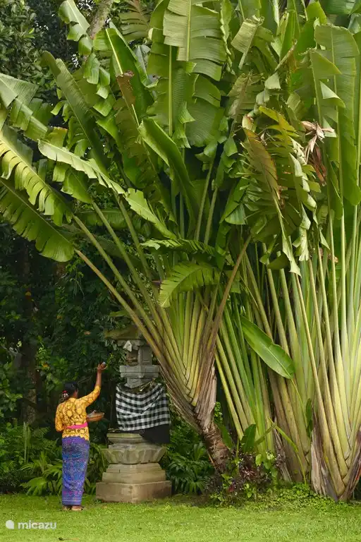 Unser lieber balinesischer Nachbar betet jeden Tag für einen guten Tag.