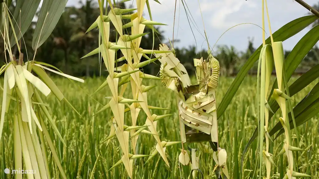 Kleine Opfer, um die Götter sanft für eine gute Ernte zu wählen.