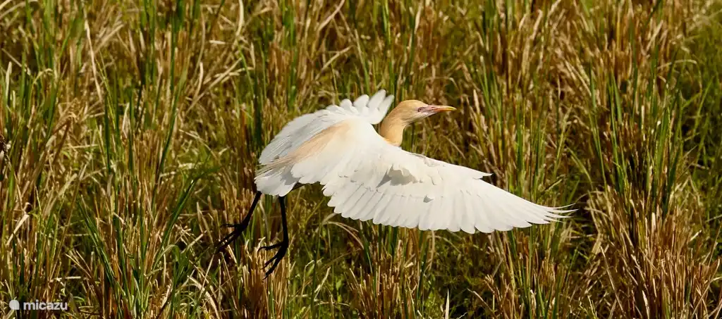 Vögel bekommen gerne einen Happen.