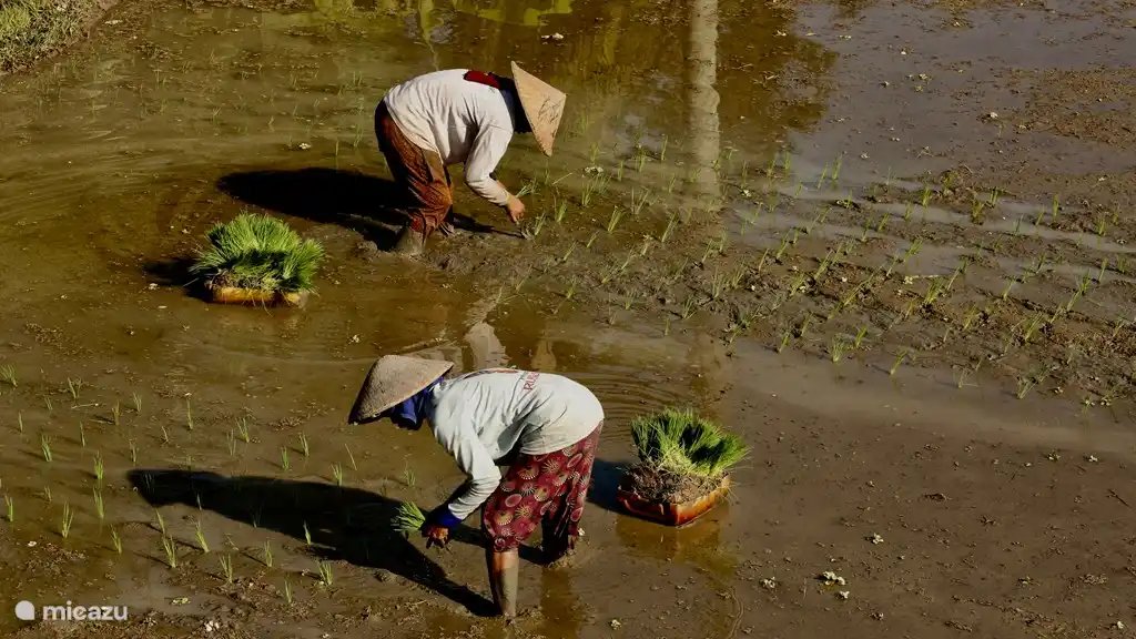 Pflanzen Sie neuen Reis in den benachbarten Padi