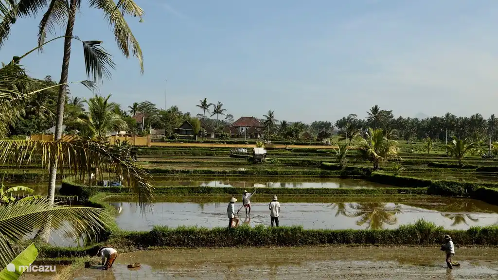 Reiszüchter bei der Arbeit beschäftigt.