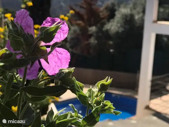 Casa Sa Riera en España, Costa Brava, Begur - villa Flores y plantas...