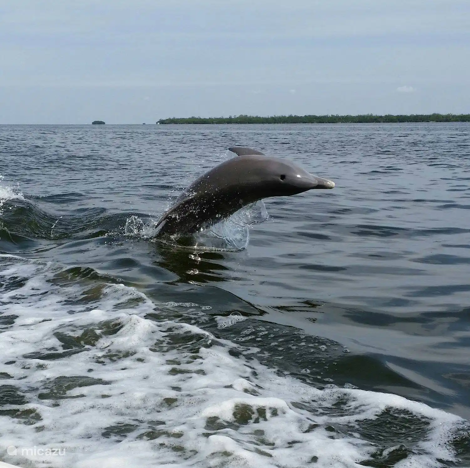 Delfin hinter dem Boot