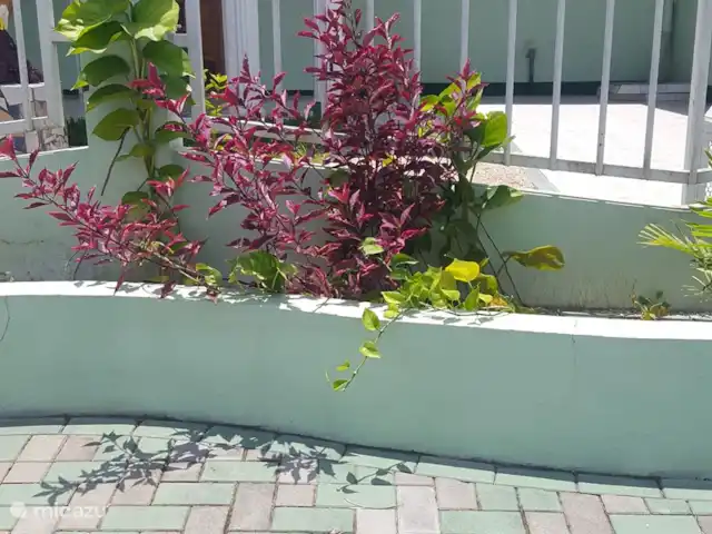 Location de Vacances Suriname, Paramaribo, Paramaribo, bungalow - Mi Dren Boîte à fleurs, gros plan