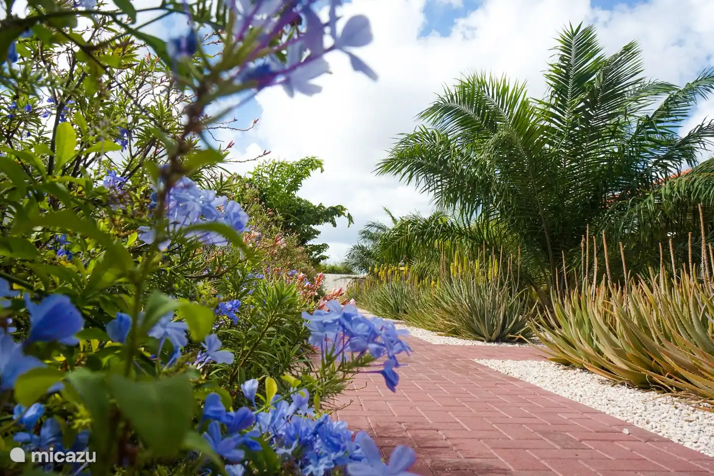 Enjoy all the beautiful plants and flowers in the tropical garden.