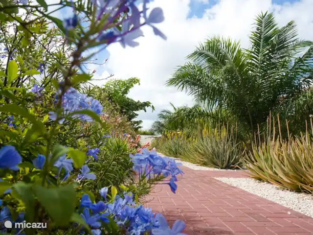ABC Lodge Curaçao A en Curazao, Curazao Centro, Julianadorp - cabaña de madera Disfrute de todas las hermosas plantas y flores del jardín tropical.