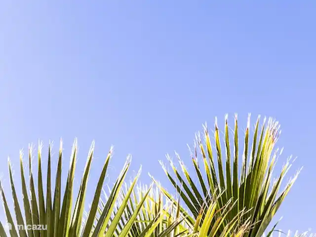 Location de Vacances Espagne, Costa Blanca, Jávea, appartement - Piso Lisbonne palmiers