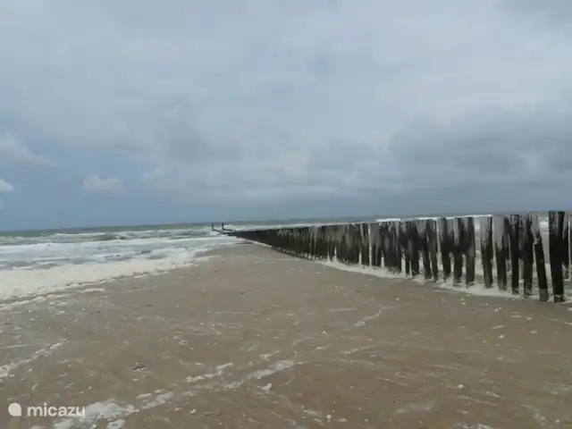 Cotule | Pays-Bas, Zélande, Oostkapelle - maison de vacances La plage pour toutes les saisons.