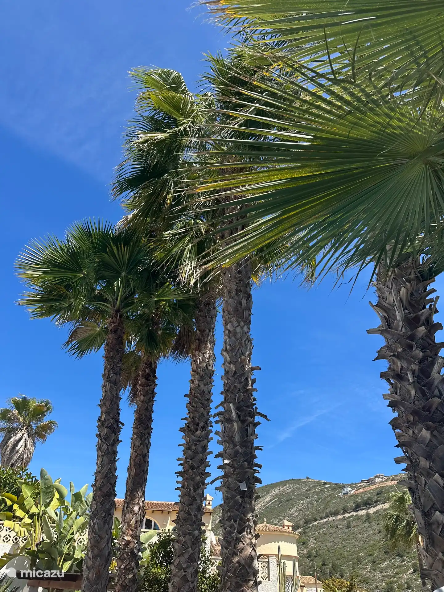 Schatten unter der eigenen Palme