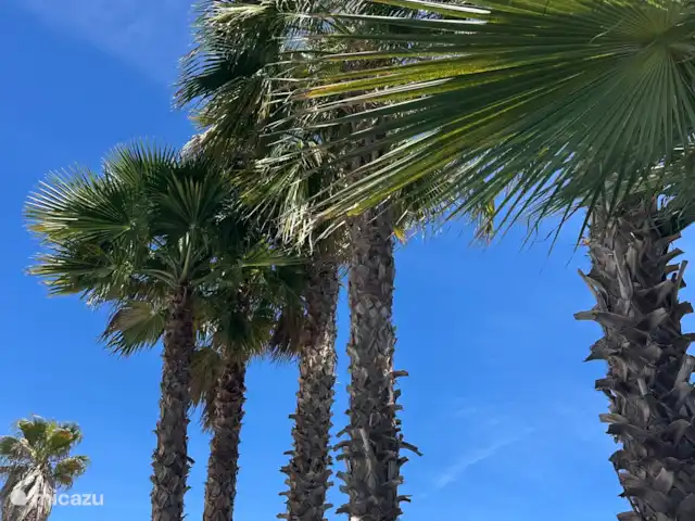 Casa Toucan Moraira | Espagne, Costa Blanca, Moraira - villa Ombrage sous votre propre palmier