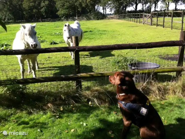 Le Hertenhoeve | Pays-Bas, Brabant-Septentrional, Reusel-De Mierden - ferme Ferme de vacances familiale 12 p. Hertenhoeve Lage Mierde. Le chien d'assistance dans le jardin et les poneys dans le pré conversent.