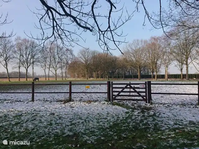 Le Hertenhoeve | Pays-Bas, Brabant-Septentrional, Reusel-De Mierden - ferme Pâturage d'hiver