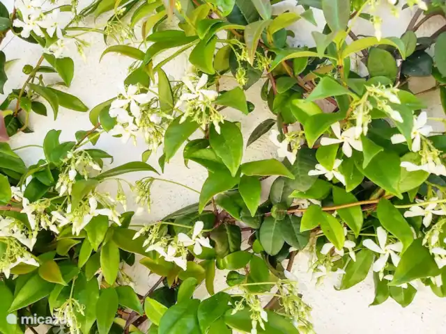 Location de Vacances France, Hérault, Sauvian, maison de vacances - Maison Shangri La