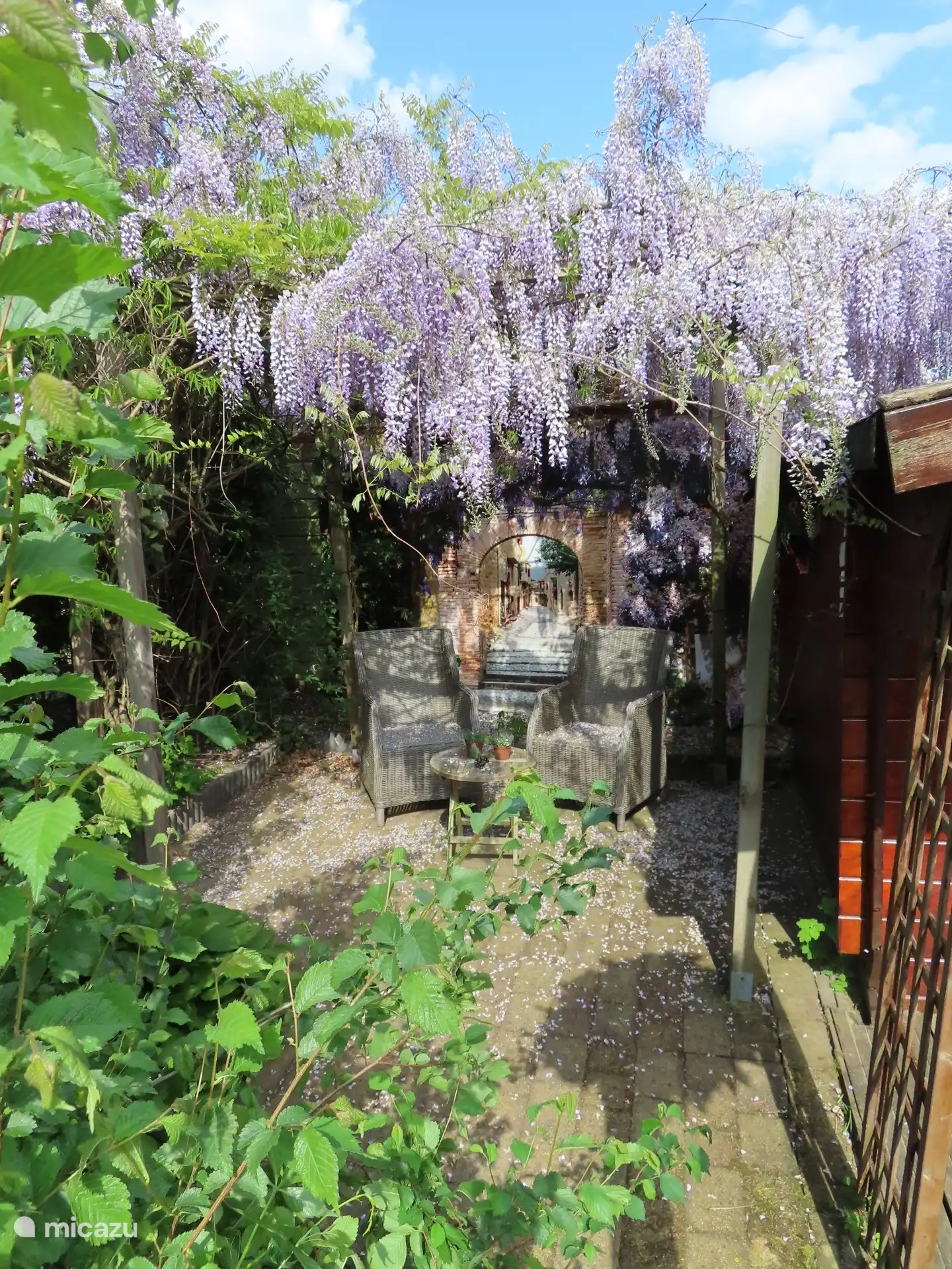 Die blühenden Glyzinien im Hinterhof 