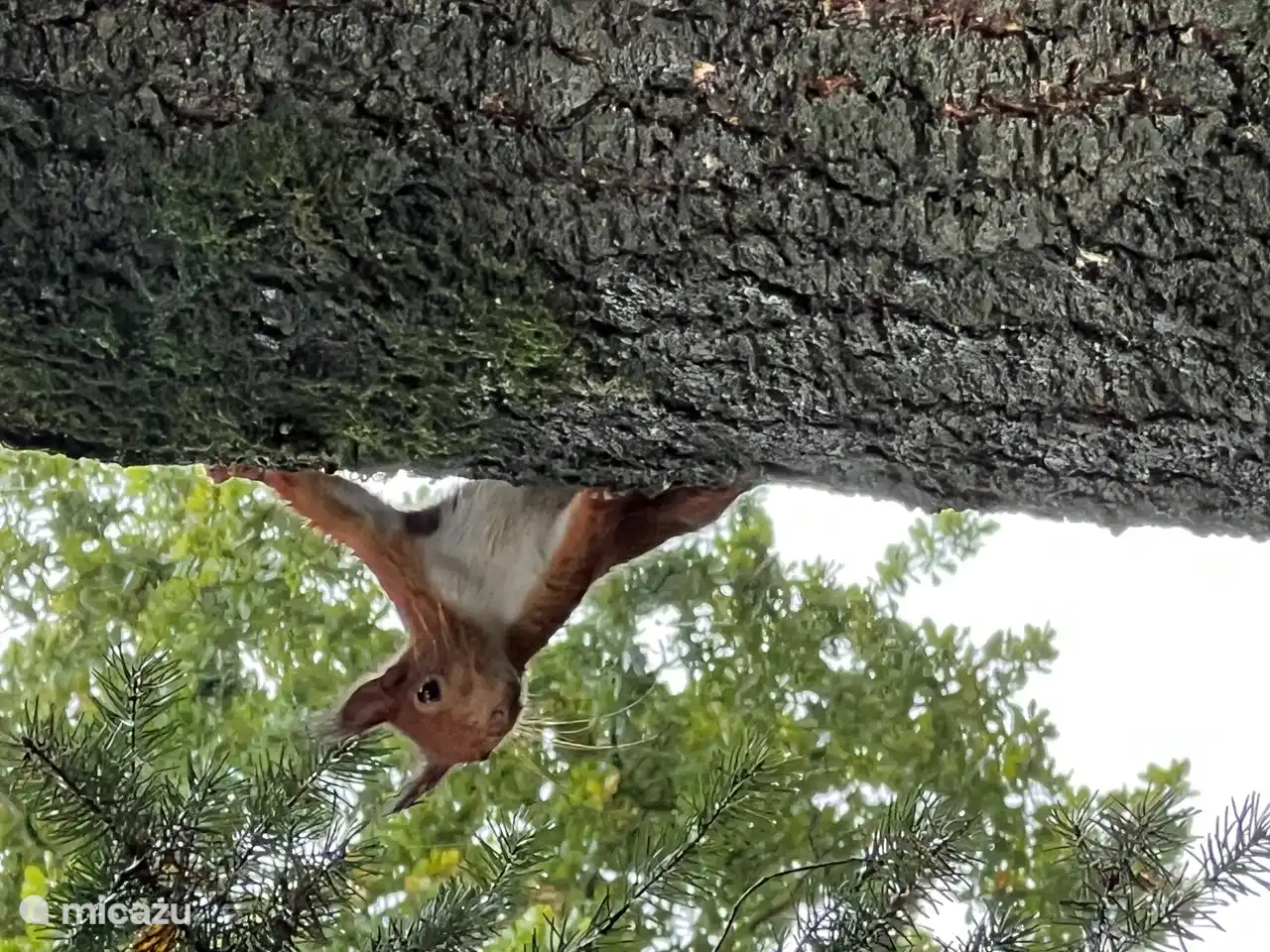 der Eichhörnchen im Park