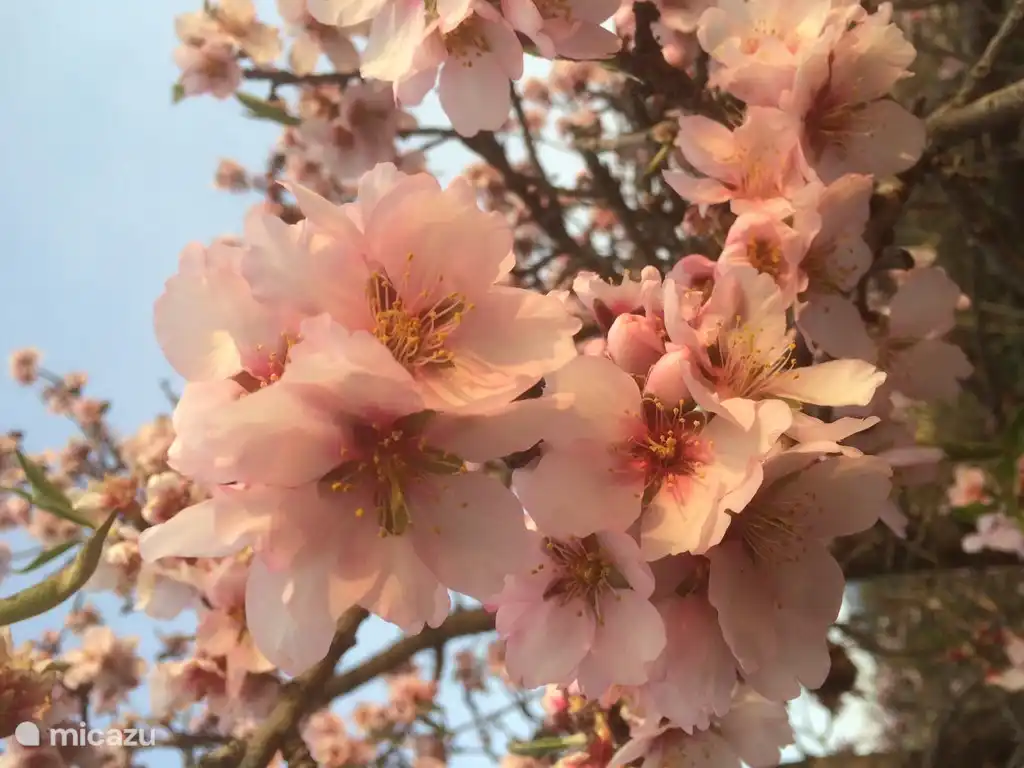 En plus de nombreux oliviers, de nombreux amandiers peuvent également être trouvés ici. La fleur d'amandier à la mi-février mars dans l'arrière-pays de Villajoyosa.