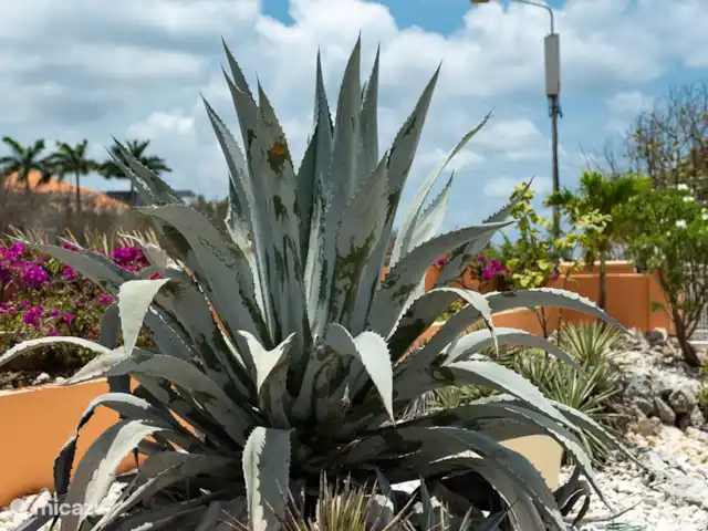Villa Trupial huren in Curaçao, Banda Abou (west), Coral Estate, Rif St.Marie - villa Tuin