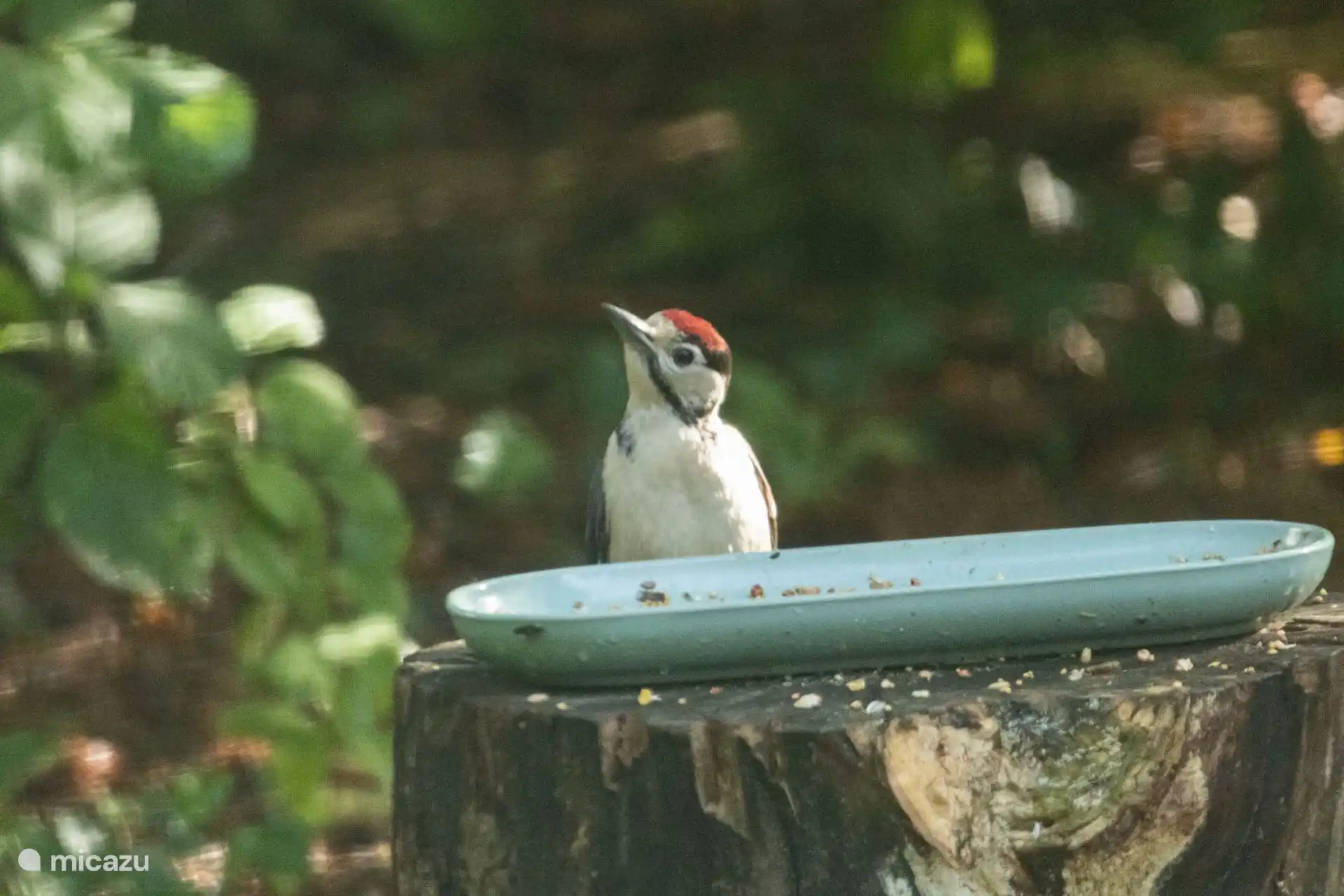 Het Landgoed Hunzebergen is ook het thuis van vele vogelsoorten.