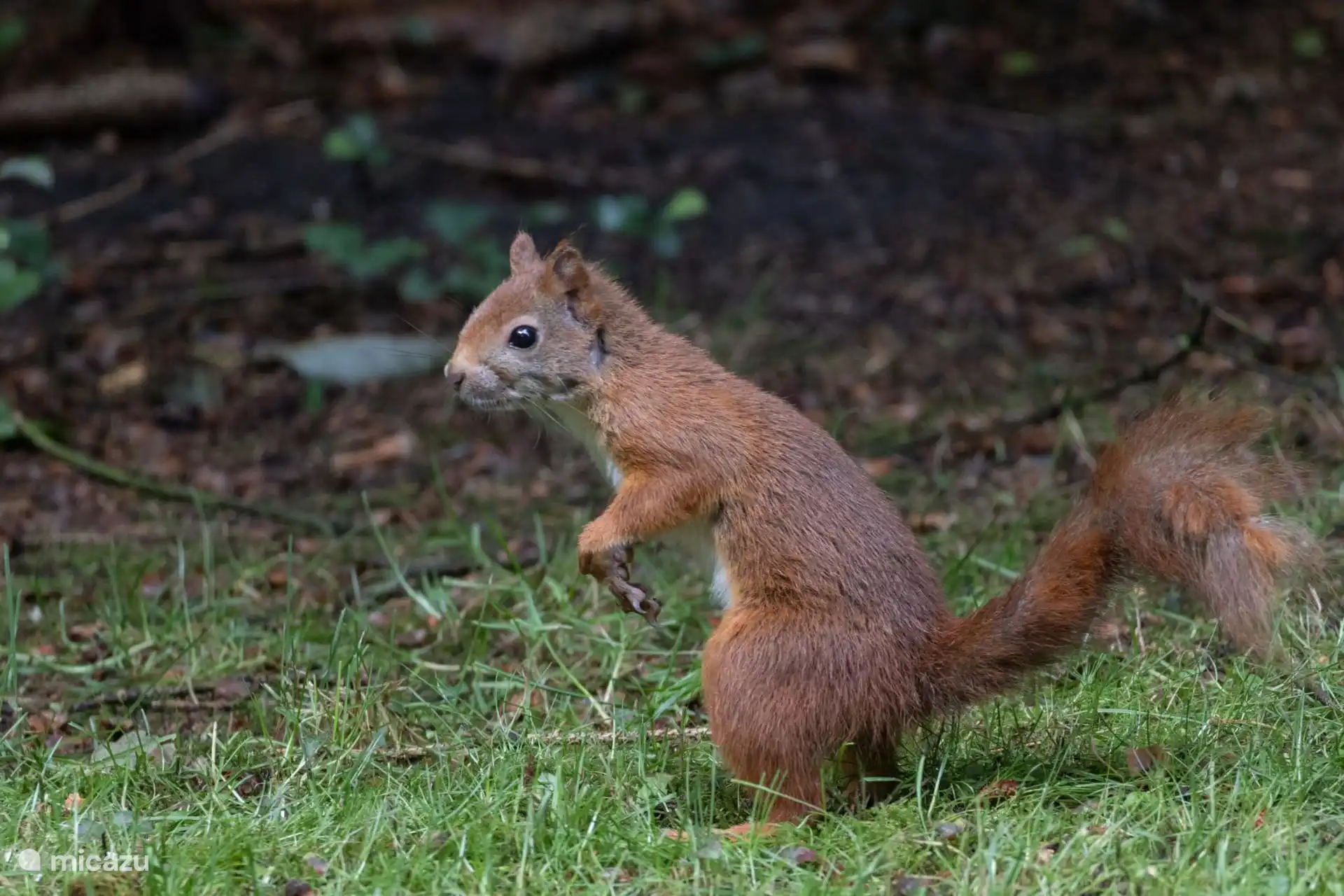 Vaak eekhoorns in de tuin. Die zijn altijd leuk!