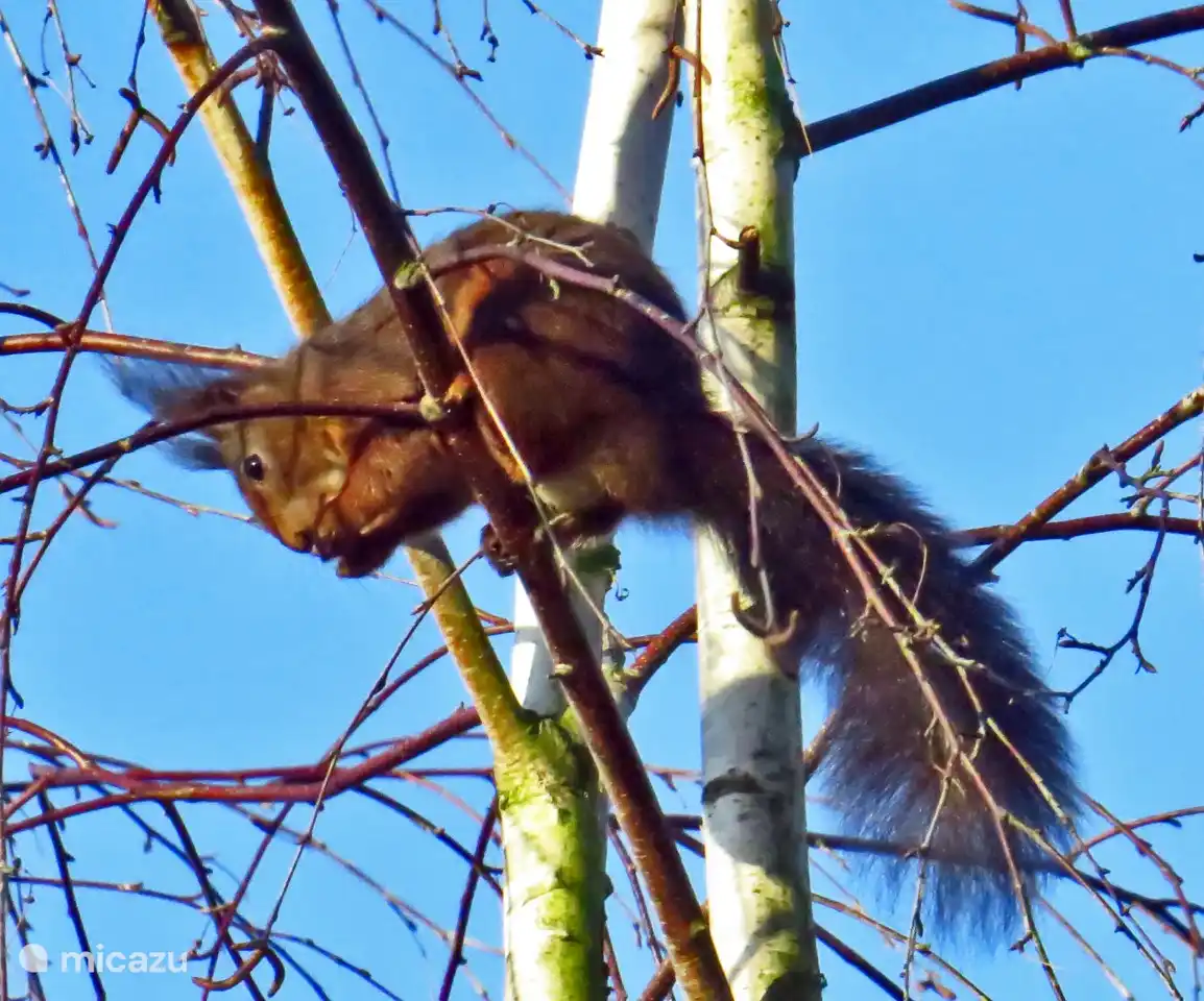 The squirrels can be seen every day in the garden at Borgervilla