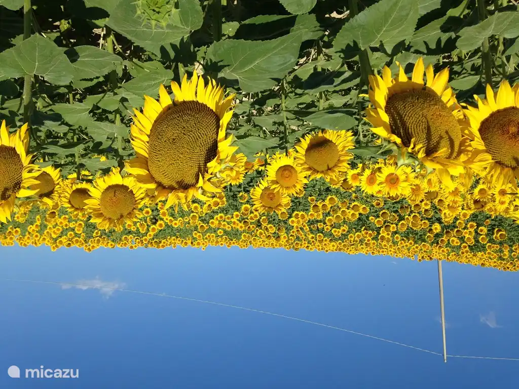 champs de tournesol typiques