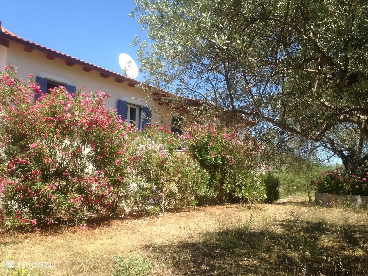 Les lauriers roses fleurissent abondamment