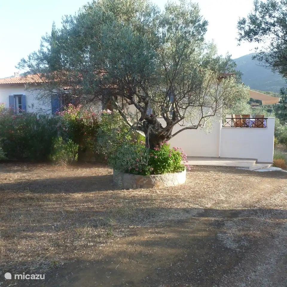 Il y a 37 oliviers sur la propriété.