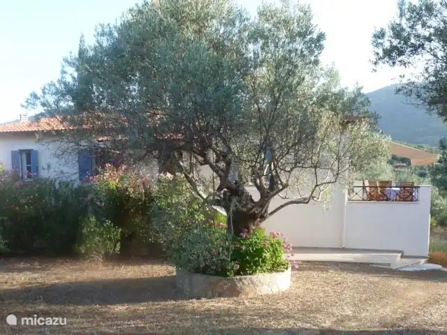 Grèce divine - App. Haut de page | Grèce, Péloponnèse, Archaia Epidavros - maison de vacances Il y a 37 oliviers sur la propriété.