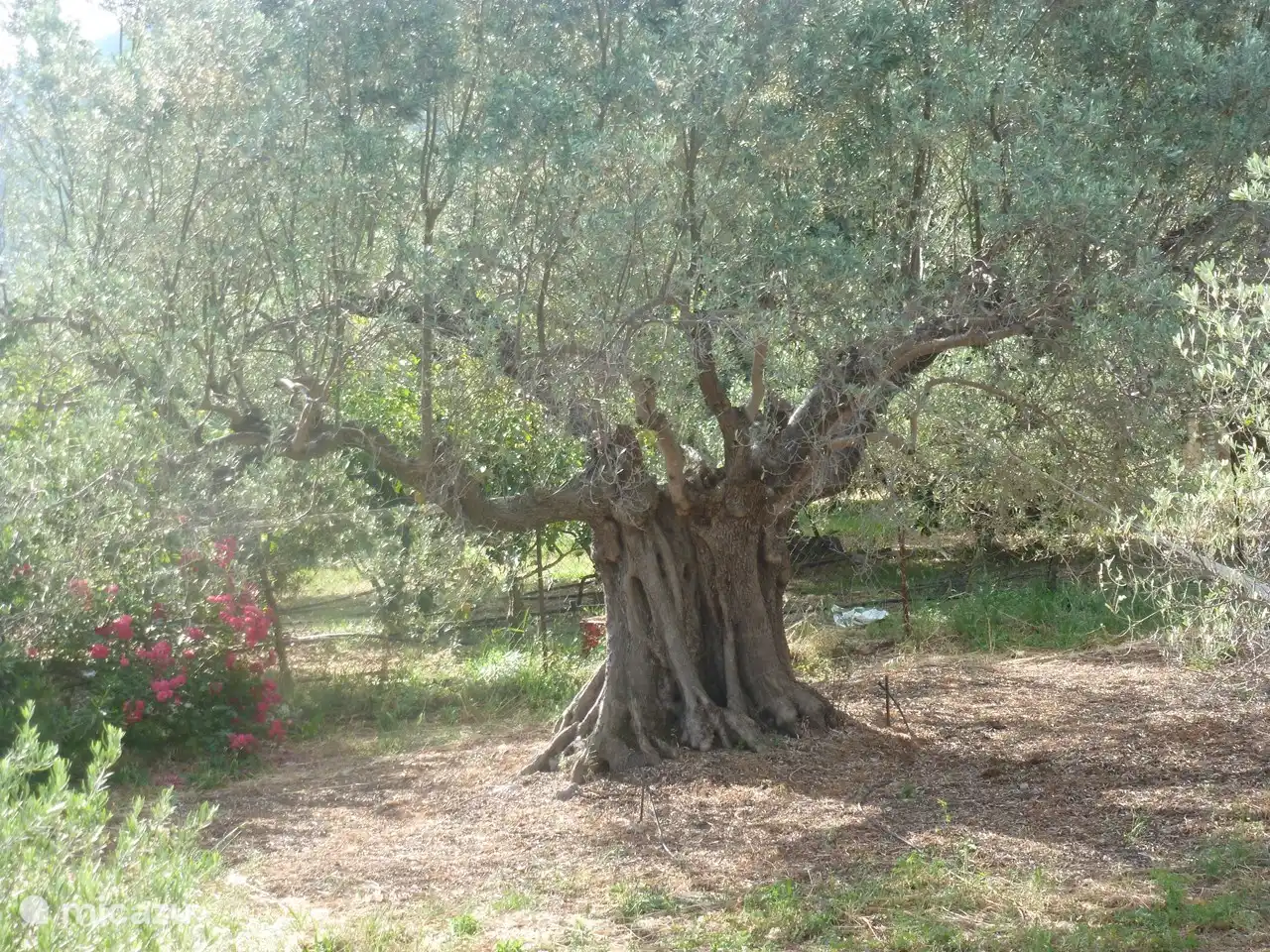L'olivier d'au moins 300 ans (selon certains même 500 ans !)