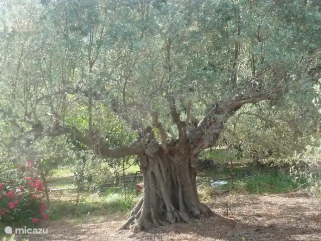 Grèce divine - App. Haut de page | Grèce, Péloponnèse, Archaia Epidavros - maison de vacances L'olivier d'au moins 300 ans (selon certains même 500 ans !)