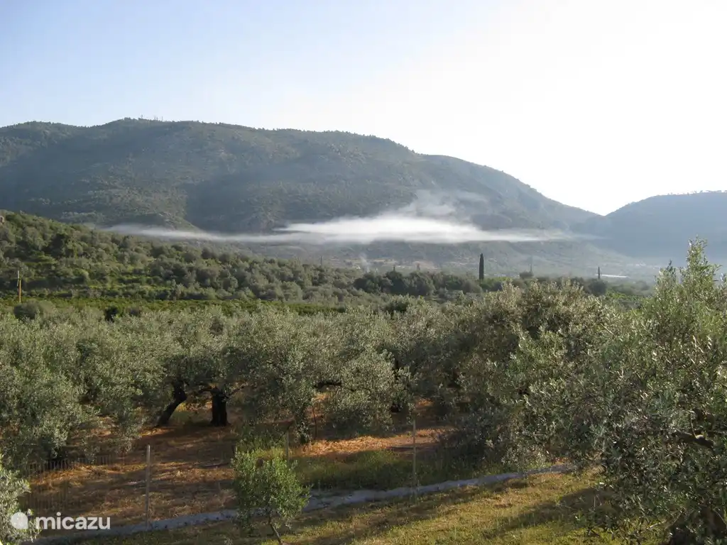 Vue sur la vallée avec des olives et des oranges à perte de vue.