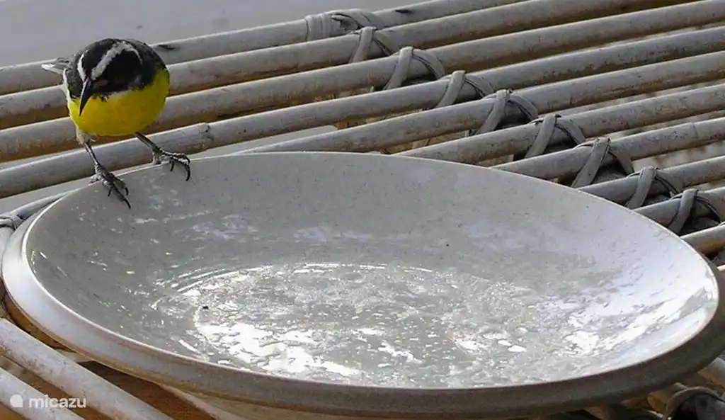 Chibi, auch Zuckerdieb genannt