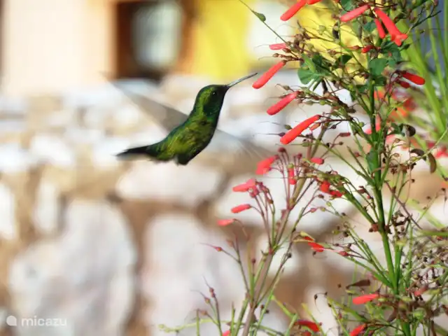 Maison de Chibi | Curaçao, Banda Abou (ouest), Fontein - maison de vacances Colibri