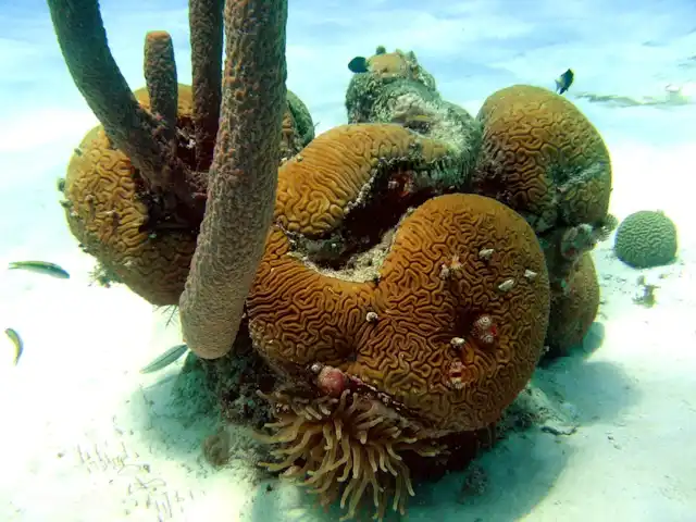 Maison de Chibi | Curaçao, Banda Abou (ouest), Fontein - maison de vacances corail